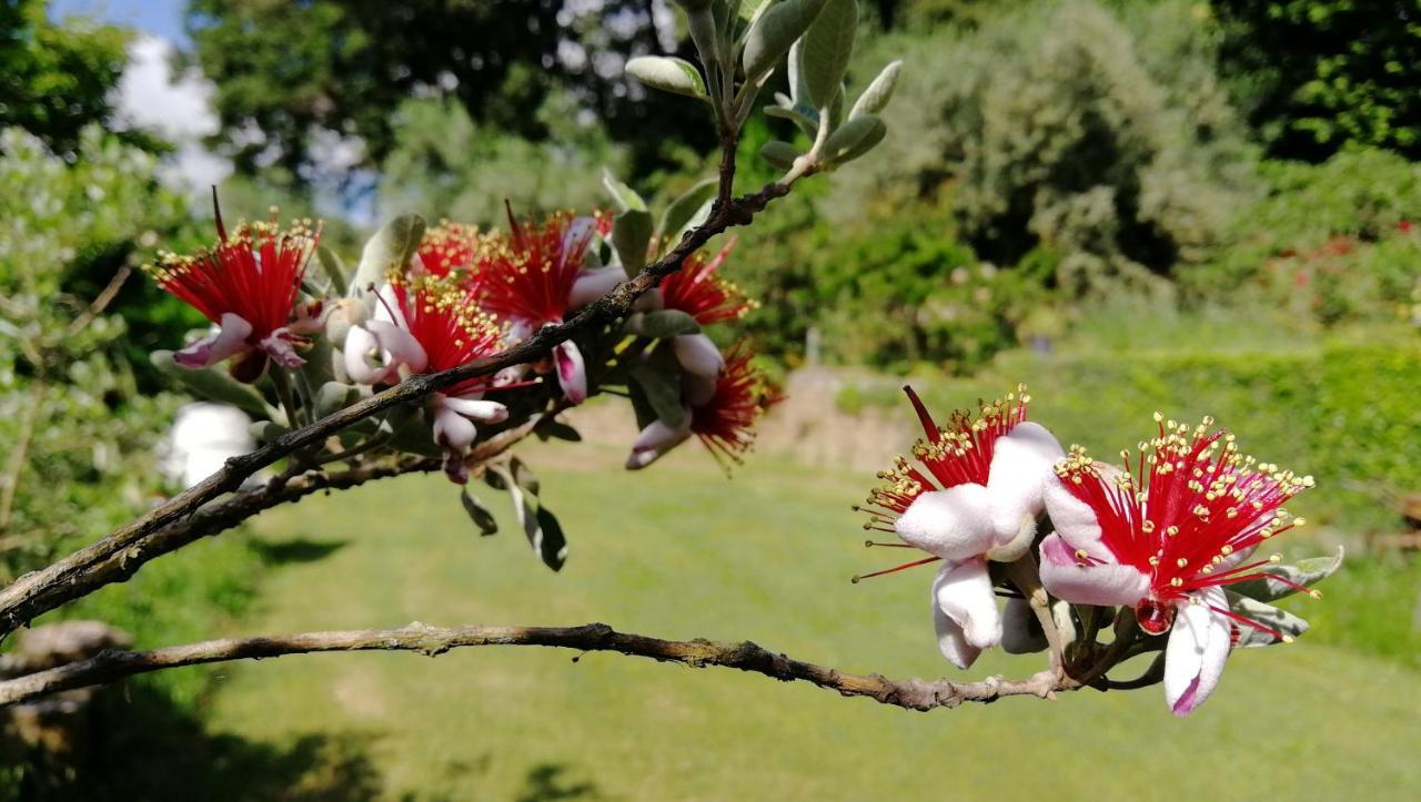 Poggiolindo B&B Capodimonte Exteriör bild